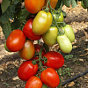 HY-COLOR 312 F1.jpg